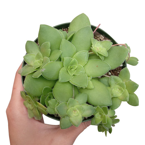 Crassula Orbicularis Succulent for Sale