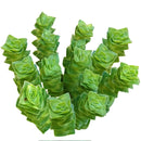 buy crassula green pagoda live succulent 2 inch online, slender upright stems densely covered in triangular leaf pairs, soft green hue with warm reddish margins, highly geometric and architectural form, slow-growing and low maintenance, a distinctive small-space display plant for a sunny desk or bright living room corner, a rare collector succulent gift for any occasion
