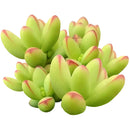 buy crassula nudicaulis var. herrei live succulent 2 inch online, chubby fleshy leaves with pink-tinged margins in bright sun, shrubby low-growing form with branching habit, south african native succulent variety, no frequent watering required, eye-catching windowsill statement plant, rare and unique succulent gift for plant enthusiasts