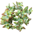 Crassula High Voltage