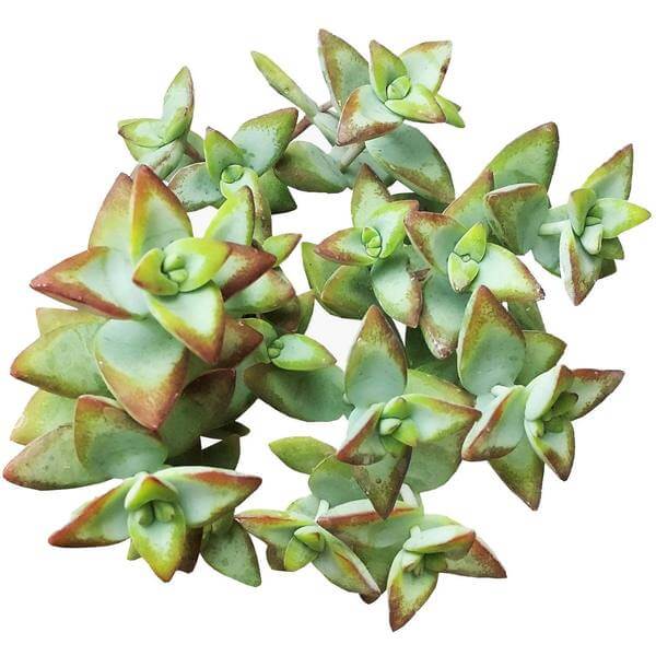 high voltage succulent Crassula High Voltage