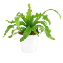 how to care for Birdnest Fern, best air-purifying plant, plants for low light rooms