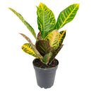 buy croton petra 'joseph's coat' live plant 6" pot online in black cylinder pot, mature lush tropical shrub with vivid painted-looking multicolor leaves, upright architectural form, air-purifying and bold, long-lived heirloom houseplant, a stunning accent for bright indoor spaces, an unforgettable gift for any occasion