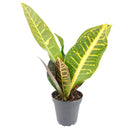 buy croton petra 'joseph's coat' live plant 6" pot online in black cylinder pot, mature lush tropical shrub with vivid painted-looking multicolor leaves, upright architectural form, air-purifying and bold, long-lived heirloom houseplant, a stunning accent for bright indoor spaces, an unforgettable gift for any occasion