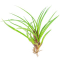 Tillandsia Cyanea Air Plant for sale, unique air plant gift decor ideas, How to care for Tillandsia Cyanea Air Plant, Tillandsia Cyanea Air Plant with care guide, Pink Quill Plant