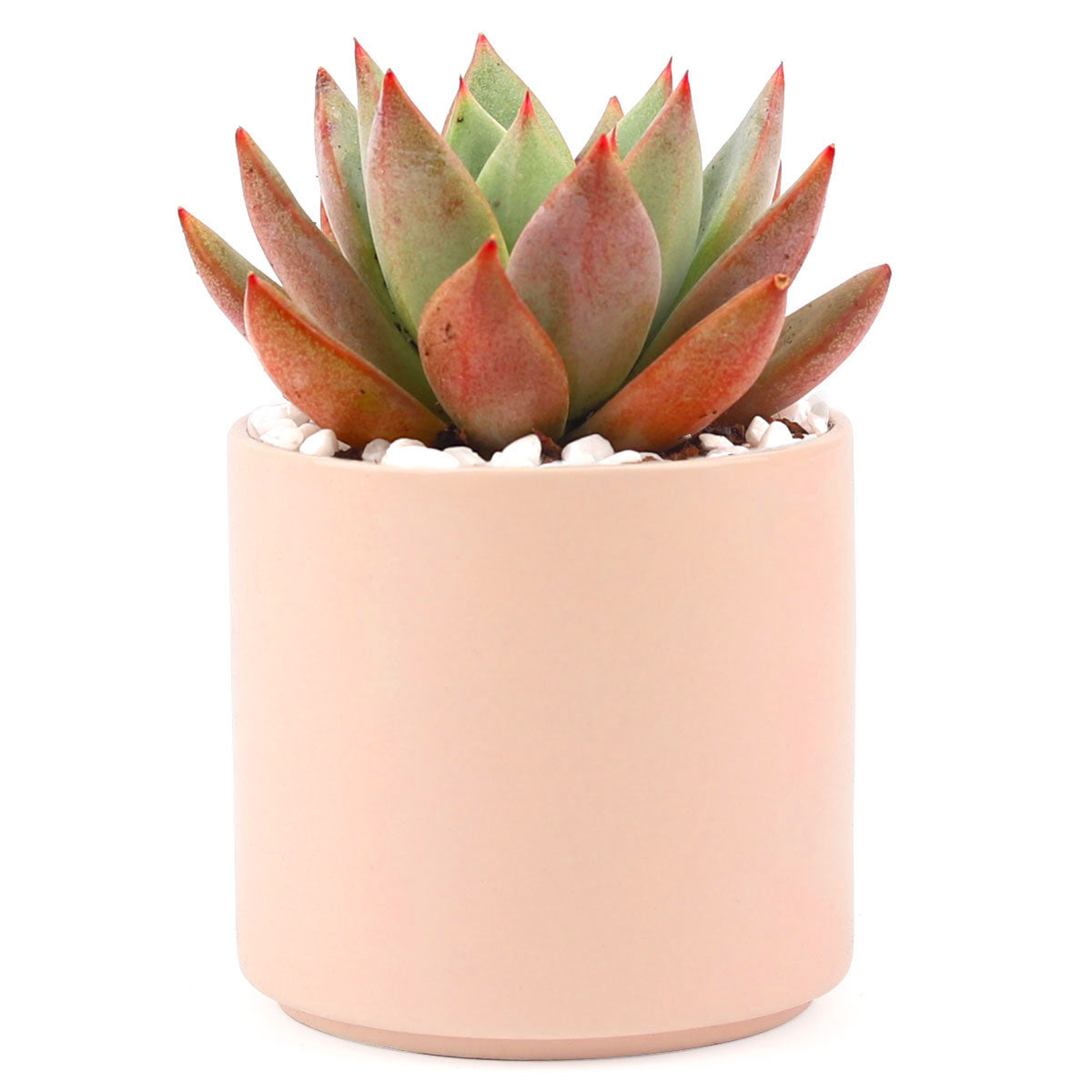 Succulent with Large Modern Cylinder Pot, Unique Succulent Gift Ideas, Succulent in ceramic pots, Succulent Decor Ideas, 4 inch succulent pots for sale, EcoFriendly Succulent Gift Box for Employee, Corporate Gift Succulents For Sale Online, Succulent Thank You Gift Ideas, Thank you gift for your staff in 2023, Customizable Gift Boxes for employees and clients, Office gift for employees, Employee appreciation day 2023 ideas, Succulent Plants for Clients & Employees for sale
