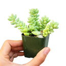 Sedum Donkey's Tail Succulent - Sedum Burrito