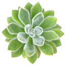 Echeveria Doris Taylor Succulent - Woolly Rose