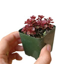 Dragon's Blood Sedum