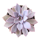 Graptoveria 'Debbie'