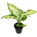 easy to care for houseplants, houseplants with huge foliage, plant gift ideas, how to care for Dieffenbachia Amy, Dieffenbachia Amy, Dumb Cane Amy