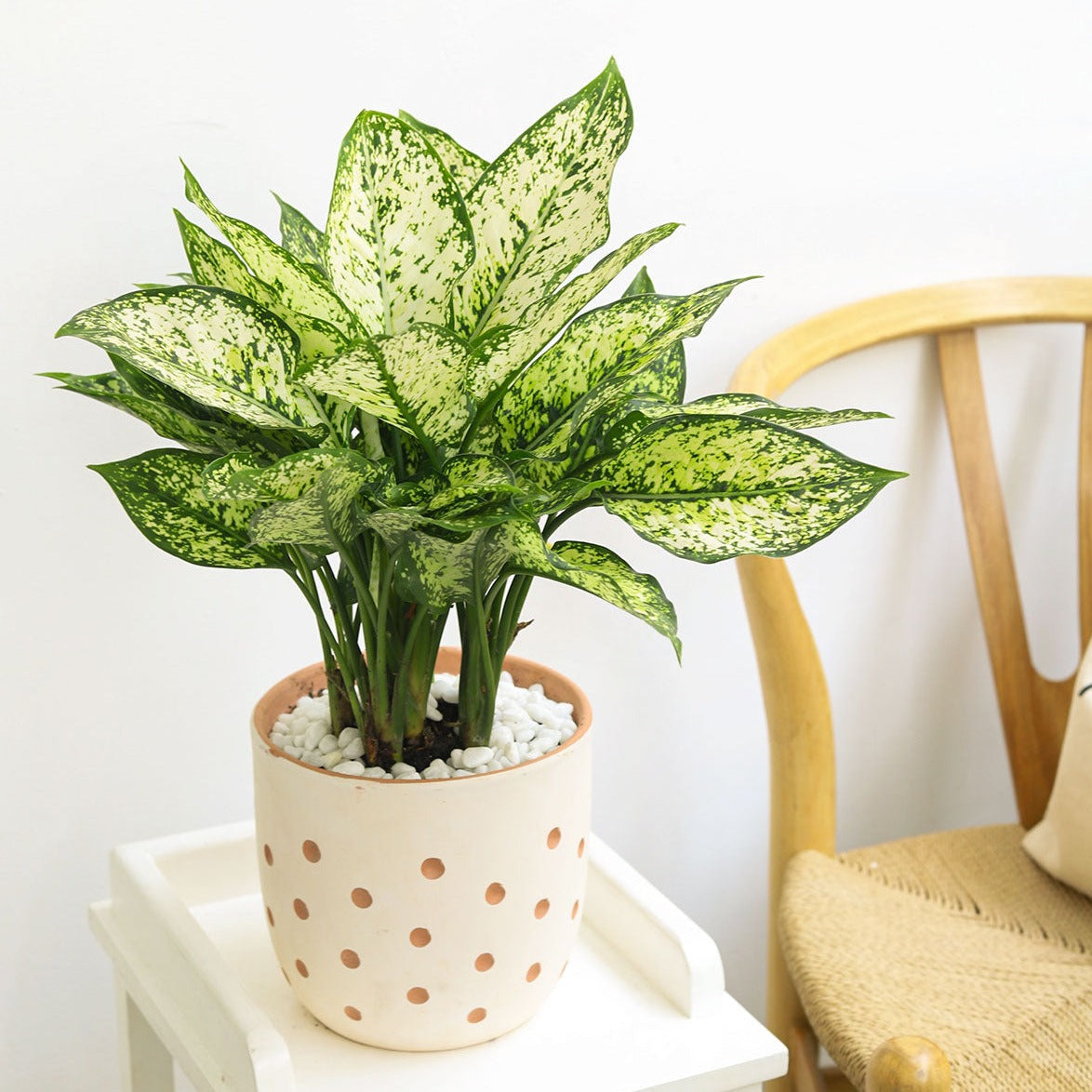 Dieffenbachia Amy, medium-light houseplants, houseplants with colorful foliage, Dumb Cane Amy light and watering requirements