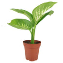 6" pot dieffenbachia 'tropic snow' live plant for sale, lush broad foliage with dramatic cream-white and forest green variegation, fast-growing statement plant on thick upright canes, tolerates shade and indirect light equally well, air-purifying indoor tropical with decades of popularity, elevates modern and bohemian interiors alike, an unforgettable gift for any plant lover