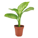 6" pot dieffenbachia 'tropic snow' live plant for sale, lush broad foliage with dramatic cream-white and forest green variegation, fast-growing statement plant on thick upright canes, tolerates shade and indirect light equally well, air-purifying indoor tropical with decades of popularity, elevates modern and bohemian interiors alike, an unforgettable gift for any plant lover