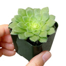 4 inch aeonium dinner plate live succulent for sale, large plate-shaped flat rosette with vivid light green fleshy leaves, ground-level spreading growth with dramatic symmetrical form, rare monocarpic succulent with eventual yellow bloom spike, cool-