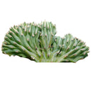 buy dinosaur back plant cactus live cactus 6 inch online, robust crested myrtillocactus specimen with thick undulating blue-green fans, solid waxy texture with minimal spines and striking prehistoric visual character, clustering tree-like form suited to bright sunny indoor or outdoor settings, drought tolerant and low maintenance for busy plant owners, a timeless architectural statement for desert boho or contemporary interior design, a rare and unforgettable gift for plant collectors of any level