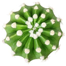 buy domino cactus echinopsis live cactus 4 inch online, dark green spherical cactus showcasing iconic domino-like white woolly areoles, fragrant nocturnal white flowers from late spring through summer, compact upright non-trailing growth habit, thrives in bright light with minimal watering, a beautiful and easy care plant gift for any occasion