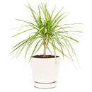 buy dracaena marginata 'sunshine' - dracaena kiwi live houseplant 6" pot online, striking variegated foliage in vivid yellow and green tones on slender canes, architectural narrow upright tree habit, slow grower with air-purifying benefits, thrives in bright filtered indoor light with minimal watering, a bold and elegant floor plant for contemporary decor, an exceptional and enduring gift for any plant lover