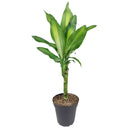 Dracaena Cintho delivery, houseplant decor ideas, Dracaena Cintho Houseplant for sale