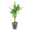 Dracaena Cintho delivery, houseplant decor ideas, Dracaena Cintho Houseplant for sale
