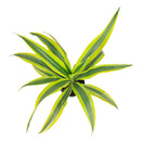 6" pot dracaena lemon lime live houseplant for sale, vibrant multicolor striped tropical leaves with neon yellow margins, upright cane forming mature structure, thrives in average household humidity with occasional misting, removes formaldehyde and indoor toxins naturally, stunning floor accent for modern or eclectic spaces, meaningful and lasting gift for home or office