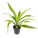 6" pot dracaena lemon lime live houseplant for sale, vibrant multicolor striped tropical leaves with neon yellow margins, upright cane forming mature structure, thrives in average household humidity with occasional misting, removes formaldehyde and indoor toxins naturally, stunning floor accent for modern or eclectic spaces, meaningful and lasting gift for home or office
