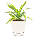 6" pot dracaena lemon lime live houseplant for sale, vibrant multicolor striped tropical leaves with neon yellow margins, upright cane forming mature structure, thrives in average household humidity with occasional misting, removes formaldehyde and indoor toxins naturally, stunning floor accent for modern or eclectic spaces, meaningful and lasting gift for home or office