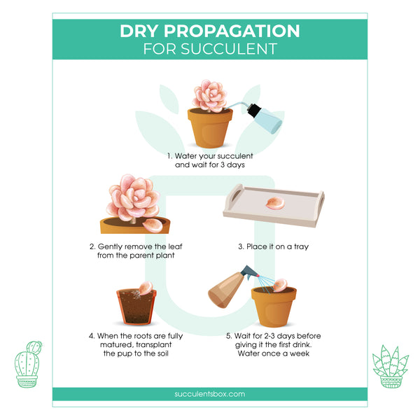 back to the roots succulent instructions Free Printable Succulent Propagation Care Card | How to Propagate Succulent  Plant from Leaves & Cuttings