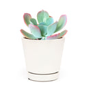 buy echeveria 'blue sky' live succulent 4 inch online, striking blue-green rosette with thick farina-coated fleshy leaves, pale aqua to gray-blue coloration with warm rosy pink margins, grows wide and flat with elegant symmetrical form, drought tolerant and beginner-friendly for easy indoor care, a sophisticated botanical accent for contemporary home or office decor, an unforgettable and thoughtful plant gift for any celebration