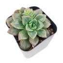 Echeveria Compressicaulis