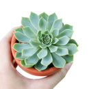 Buy an 8-pack of 4" live plants online. Choose eight plants of your choice to create a lush and diverse collection in 4" pots. Perfect for filling larger spaces, decorating your home or office, and growing your plant collection.