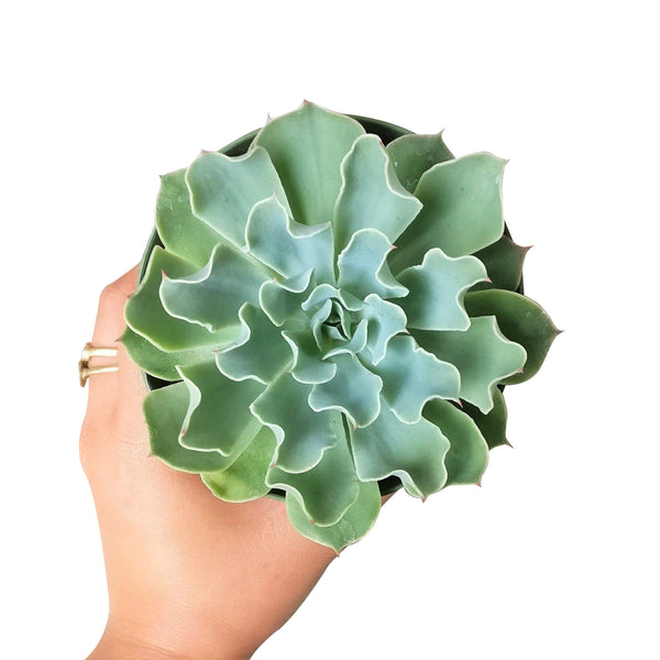 gray curly succulent Echeveria Gray Curl Rosette Succulent
