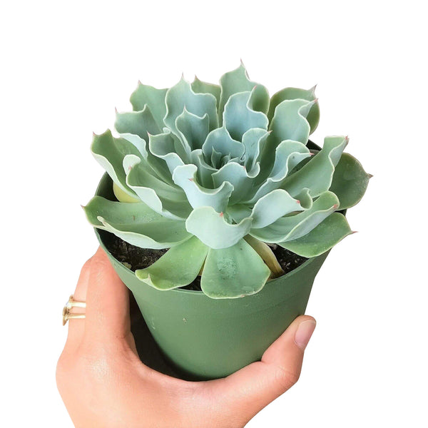 succulent grey leaves Echeveria Gray Curl Rosette Succulent - Perfect for Wedding Arrangements