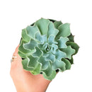 4 inch echeveria gray curl succulent live succulent for sale, elegant muted gray rosette with softly rolled and curled leaf margins, fleshy leaves with compact non-spreading growth habit, beginner-friendly and low maintenance care requirements, polycarpic bloomer that flowers annually, a timeless architectural accent for modern or bohemian interior decor, makes a memorable and lasting gift for succulent enthusiasts