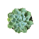4 inch echeveria gray curl succulent live succulent for sale, elegant muted gray rosette with softly rolled and curled leaf margins, fleshy leaves with compact non-spreading growth habit, beginner-friendly and low maintenance care requirements, polycarpic bloomer that flowers annually, a timeless architectural accent for modern or bohemian interior decor, makes a memorable and lasting gift for succulent enthusiasts