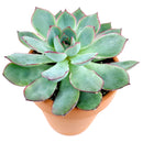 buy echeveria esther live succulent 4 inch online, richly hued blue foliage with waxy farina finish, tight symmetrical rosette structure, clustering mat-forming growth style, vibrant color intensifies in bright light, striking modern home decor accent, beautiful and unique plant gift for any occasion
