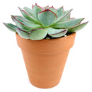 buy echeveria esther live succulent 4 inch online, richly hued blue foliage with waxy farina finish, tight symmetrical rosette structure, clustering mat-forming growth style, vibrant color intensifies in bright light, striking modern home decor accent, beautiful and unique plant gift for any occasion