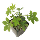 3.5 inch elephant's foot adenia glauca live succulent for sale, smooth spineless swollen caudex base, palmate leaf structure, extraordinarily drought tolerant specimen, prized by caudiciform collectors worldwide, stunning architectural presence for sun-drenched windowsills or floor displays, exceptional and distinctive gift for plant lovers