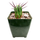Euphorbia Enopla Cactus