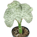 Mermaid Tail Succulent, monthly succulents, succulent care, succulent care guide, Succulents shop near me, indoor succulents, succulents garden, cactus, succulent subscription, Mermaid Tail Succulent in California, How to grow Mermaid Tail Succulent, Rare Crested Pink Cactus, rare succulent, cactus, cactus succulent, succulent cactus, cacti, cactus and succulents, succulents box, succulent shop, buy succulents online