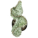 Mermaid Tail Succulent, monthly succulents, succulent care, succulent care guide, Succulents shop near me, indoor succulents, succulents garden, cactus, succulent subscription, Mermaid Tail Succulent in California, How to grow Mermaid Tail Succulent, Rare Crested Pink Cactus, rare succulent, cactus, cactus succulent, succulent cactus, cacti, cactus and succulents, succulents box, succulent shop, buy succulents online