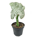 Mermaid Tail Succulent, monthly succulents, succulent care, succulent care guide, Succulents shop near me, indoor succulents, succulents garden, cactus, succulent subscription, Mermaid Tail Succulent in California, How to grow Mermaid Tail Succulent, Rare Crested Pink Cactus, rare succulent, cactus, cactus succulent, succulent cactus, cacti, cactus and succulents, succulents box, succulent shop, buy succulents online