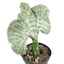 Mermaid Tail Succulent, monthly succulents, succulent care, succulent care guide, Succulents shop near me, indoor succulents, succulents garden, cactus, succulent subscription, Mermaid Tail Succulent in California, How to grow Mermaid Tail Succulent, Rare Crested Pink Cactus, rare succulent, cactus, cactus succulent, succulent cactus, cacti, cactus and succulents, succulents box, succulent shop, buy succulents online