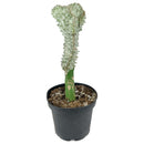 Mermaid Tail Succulent, monthly succulents, succulent care, succulent care guide, Succulents shop near me, indoor succulents, succulents garden, cactus, succulent subscription, Mermaid Tail Succulent in California, How to grow Mermaid Tail Succulent, Rare Crested Pink Cactus, rare succulent, cactus, cactus succulent, succulent cactus, cacti, cactus and succulents, succulents box, succulent shop, buy succulents online