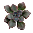 black Echeveria, black Echeveria for sale, unique black Echeveria, Echeveria in pot for sale, succulents for sale