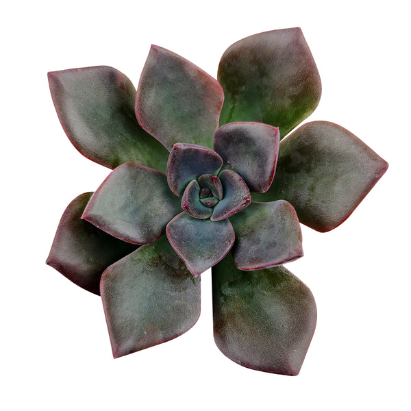 dark moon succulent care Echeveria Dark Moon | Live Black Succulent Plants Plants For Sale
