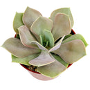 Echeveria Lolita