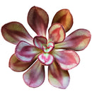 Painted Echeveria Nodulosa 'Benitsukasa'