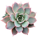 Echeveria Subsessilis Succulent - Echeveria Morning Beauty