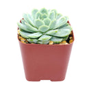Echeveria Elegans Mexican Snowball
